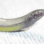 Neue Tierart entdeckt - A. stebbinsi: Die Eidechse ohne Beine
