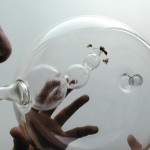 Honigbienen, die Krebs diagnostizieren