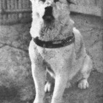 Der Loyalste Hund der Welt