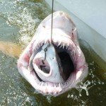 Die skurrilsten Bilder 2013 – Haifischattacke