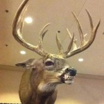 Präparierte Tiere mit Emotionen