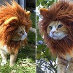 LionCat©thiswhybroke