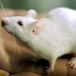 Forschung -  Mäuse mit  menschlicher DNA