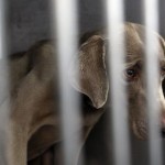 Mordkommando PETA – organisierter Massenmord bei Tierschützern?