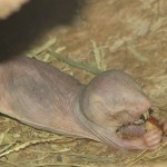 Das Geheimnis der Nacktmulle, Tier des Jahres 2013