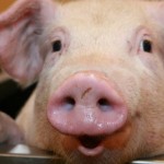 Wissenschaft – ist der Mensch eine Kreuzung zwischen Affe und Schwein?