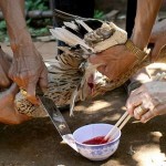 Tiet Canh1