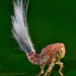 Die verrücktesten Tiere der Erde – Der Trollkäfer