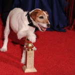 Burnout Syndrom bei Hund und Tier