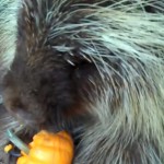 Der sprechende Baumstachler