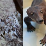 Forschung und Wissenschaft – jetzt kommt der Dackelsaurier