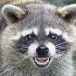 Waschbär