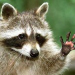 Waschbär1
