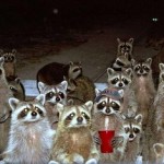 Waschbärparty