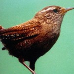 Neu entdeckte Tierarten 2013 – Flageolettzaunkönig