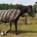 Bremsenfrei mit Zebrastreifen?