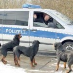 bullenrott
