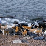 Die Katzen-Insel