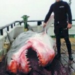 Haifischkiller 
