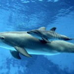 Nicht menschliche Personen - Rechte für Tiere