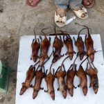 grillratte
