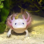 Trendhaustier: Das Axolotl (+English version)