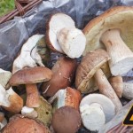 Diese Frau hat die größten Pilze der Welt: Worauf man bei der Pilzjagd achten muss  