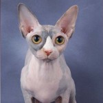 Trendhaustier: Sphynx-Katze (+English version)